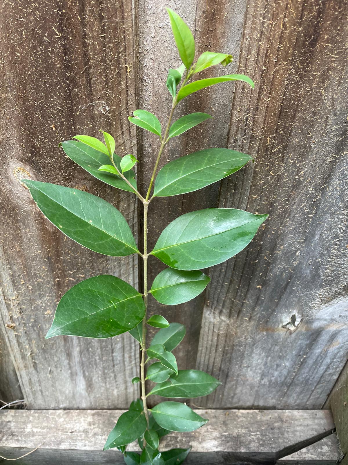 Large-leaved privet seedling